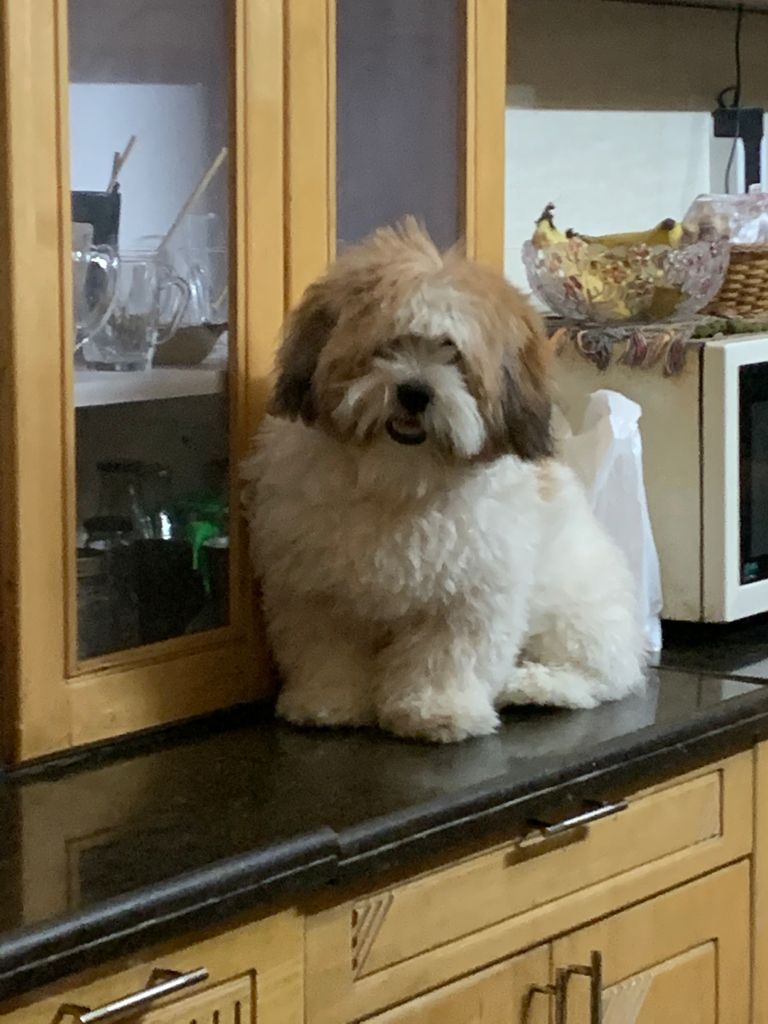 Lhasa Apso Dogs For Mating In Angul