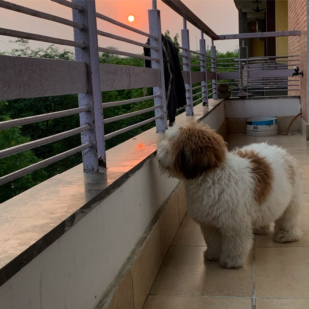 Lhasa Apso Dogs For Mating In Angul