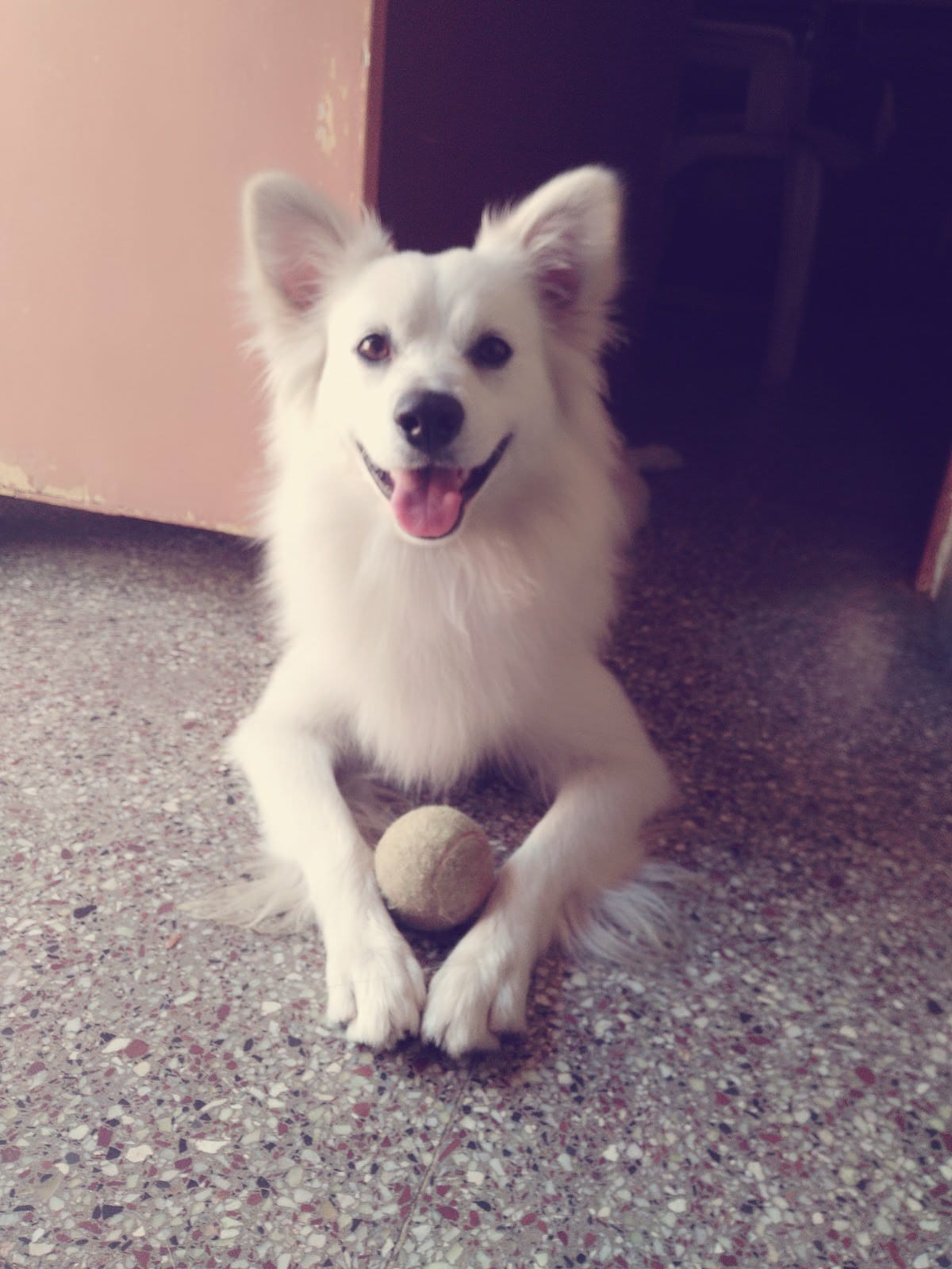 Pomeranian Dogs For Mating In Bangalore