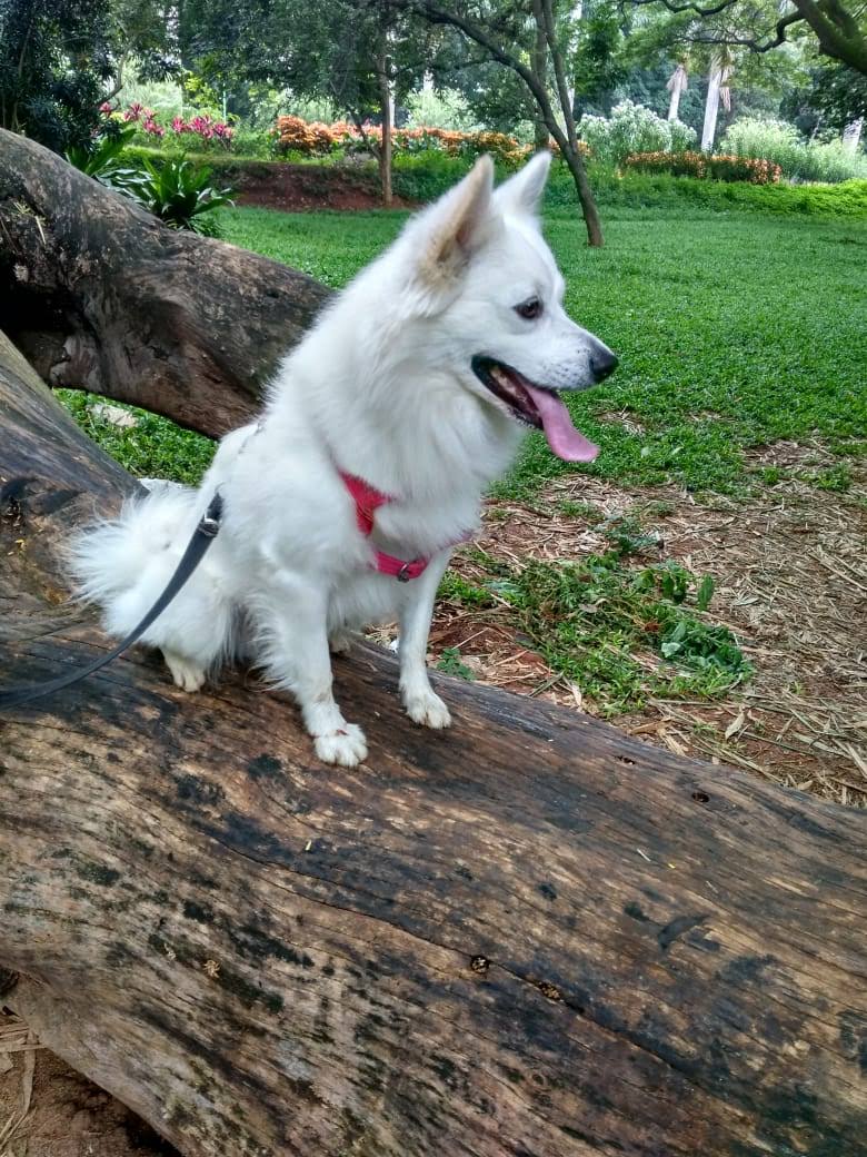 Pomeranian Dogs For Mating In Bangalore