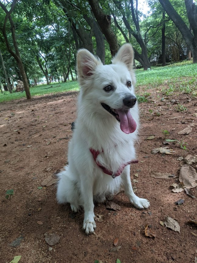 Pomeranian Dogs For Mating In Bangalore