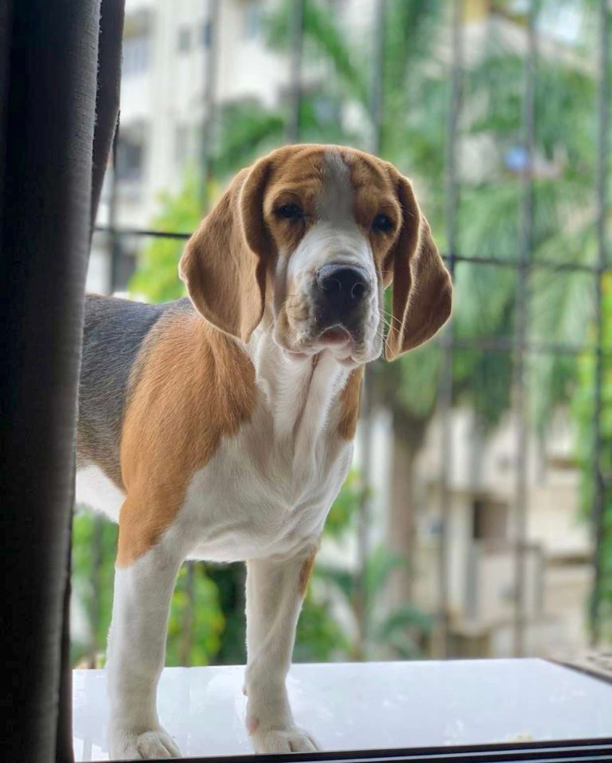 Beagle Dogs For Mating In Pune