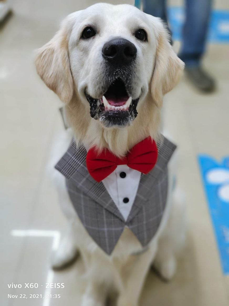 Golden Retriever Dogs For Mating In Munger