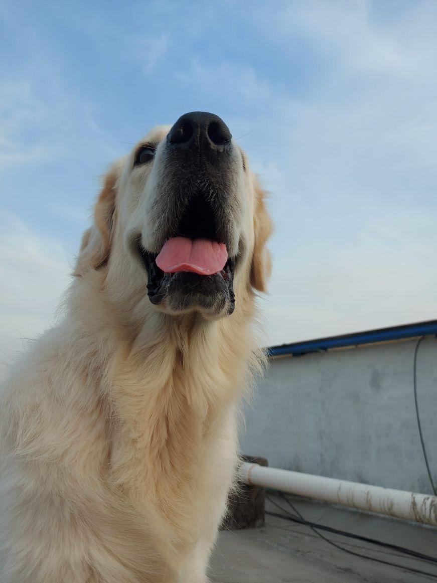 Golden Retriever Dogs For Mating In Munger