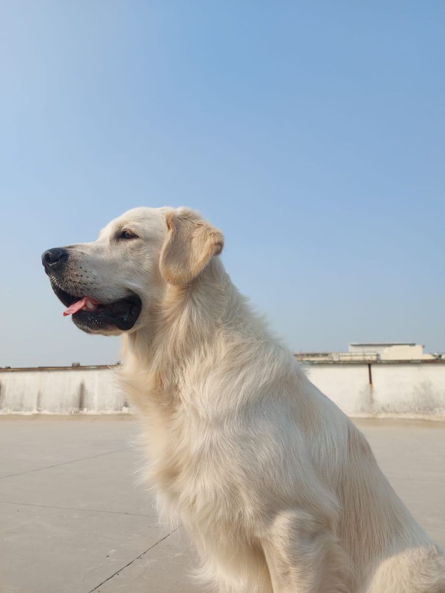 Golden Retriever Dogs For Mating In Munger
