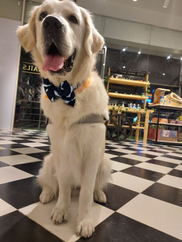 Golden Retriever Dogs For Mating In Munger
