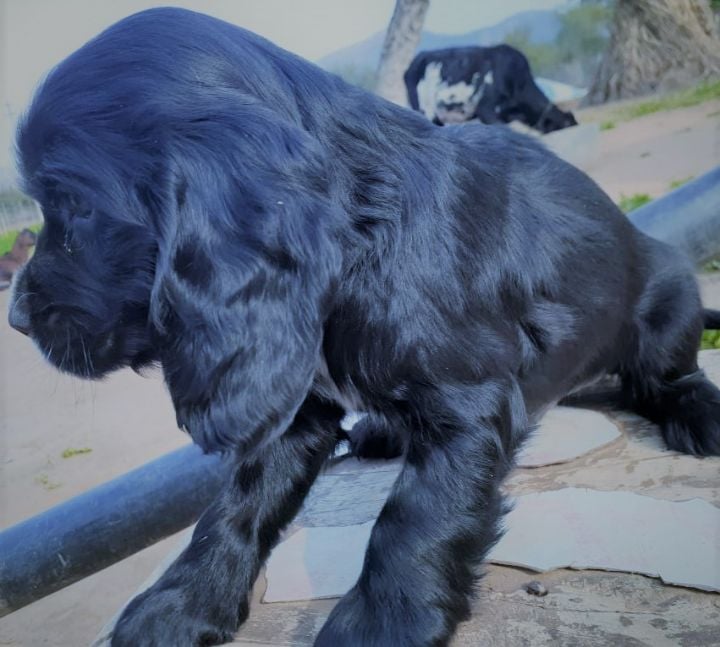 English Cocker Spaniel For Sale In Mumbai