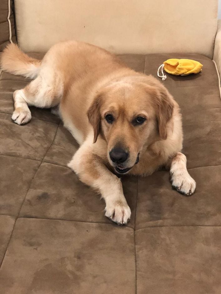 Golden Retriever Dogs For Mating In Kozhikode