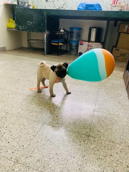 Pug For Sale In Jammu