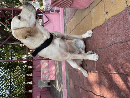 Labrador Retriever Dogs For Mating In Kollam