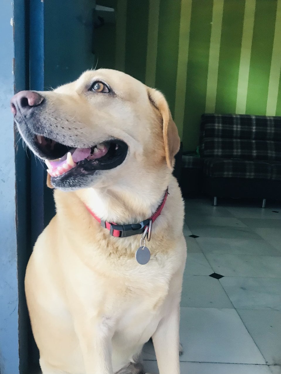 Labrador Retriever Dogs For Mating In Rudrapur
