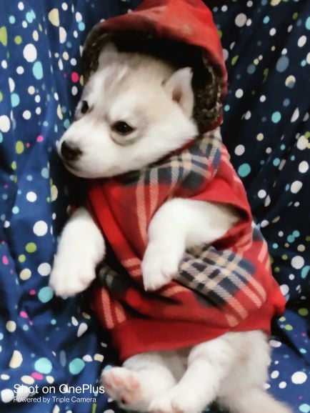 Siberian Husky For Sale In Surat