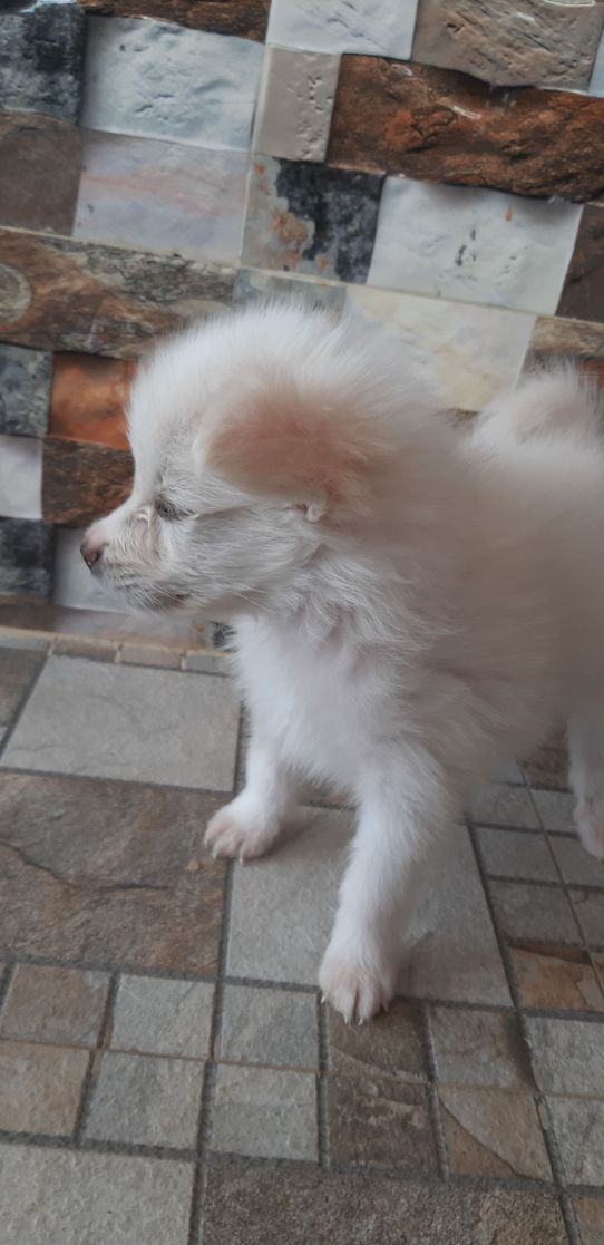 Pomeranian For Sale In Gorakhpur