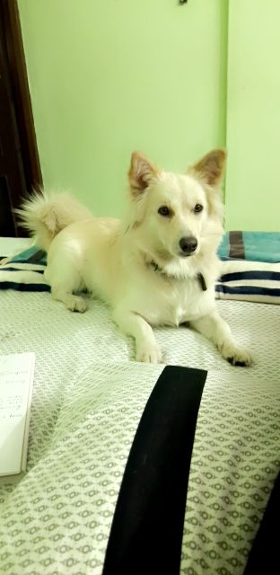 Pomeranian For Adoption In Indore