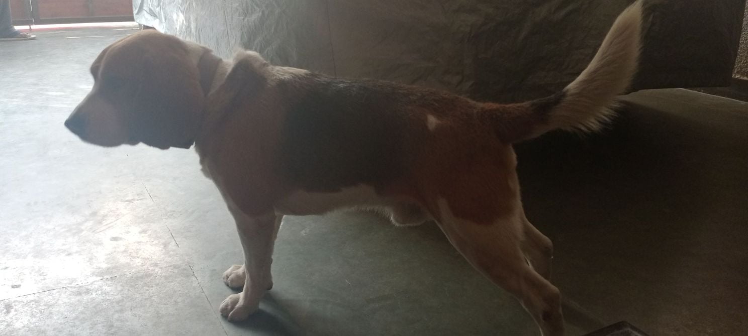 Beagle Dogs For Mating In Kochi