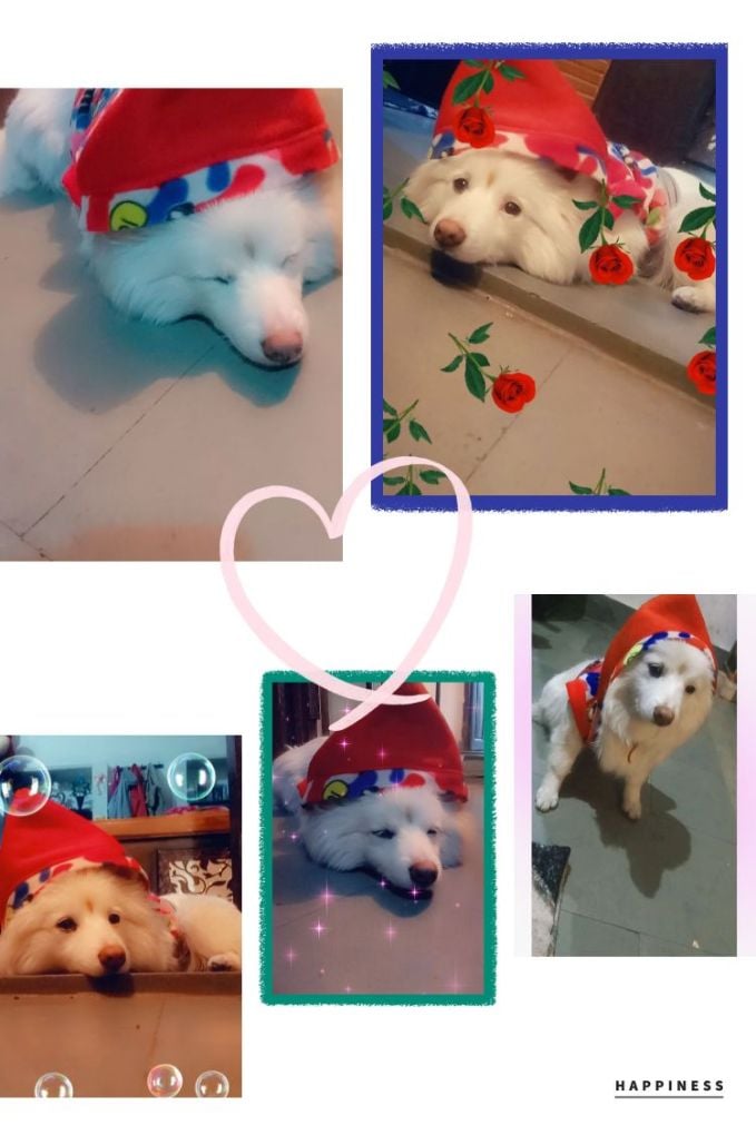 Culture Pomeranian Dogs For Mating In Coimbatore