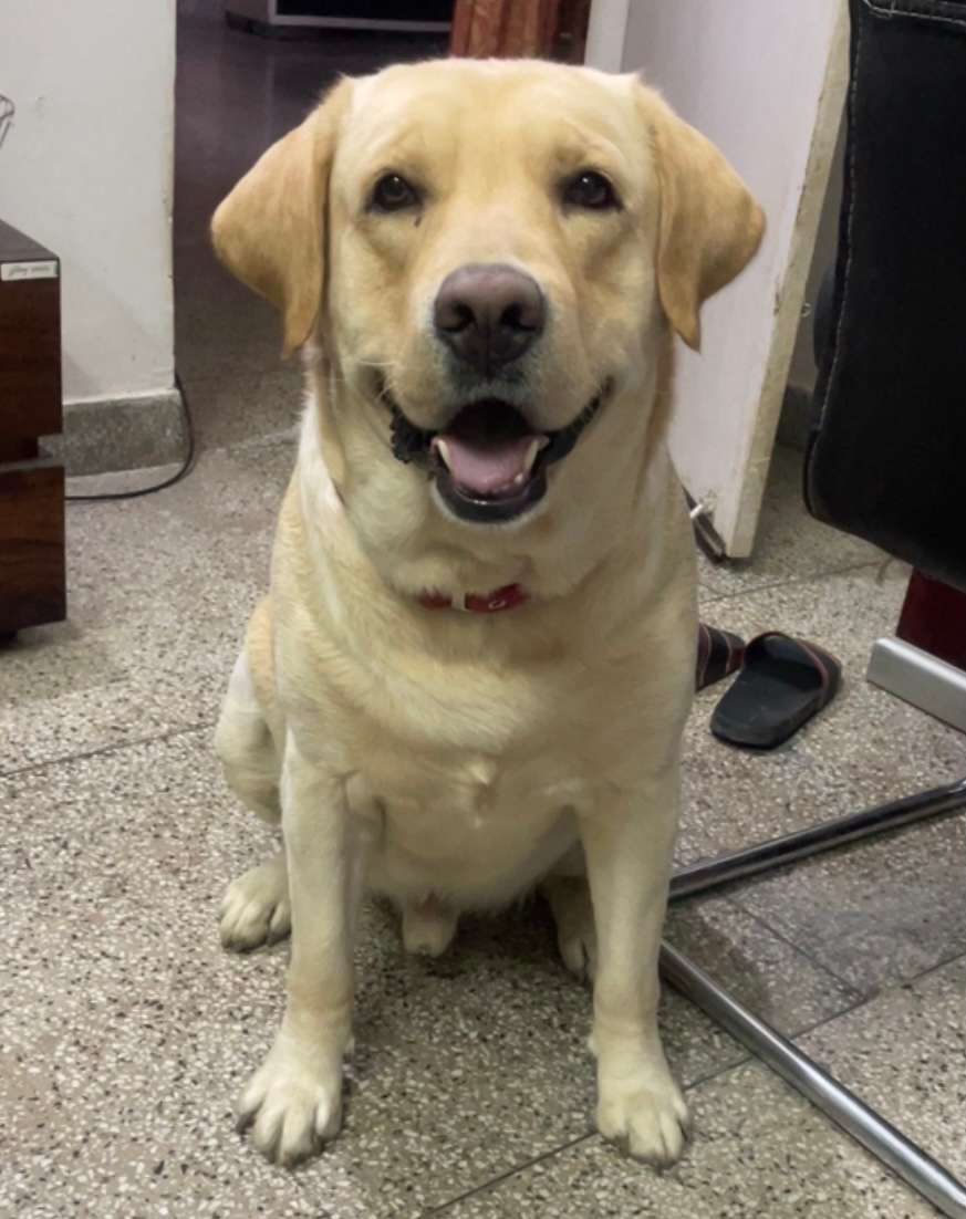 Labrador Retriever Dogs For Mating In Patna