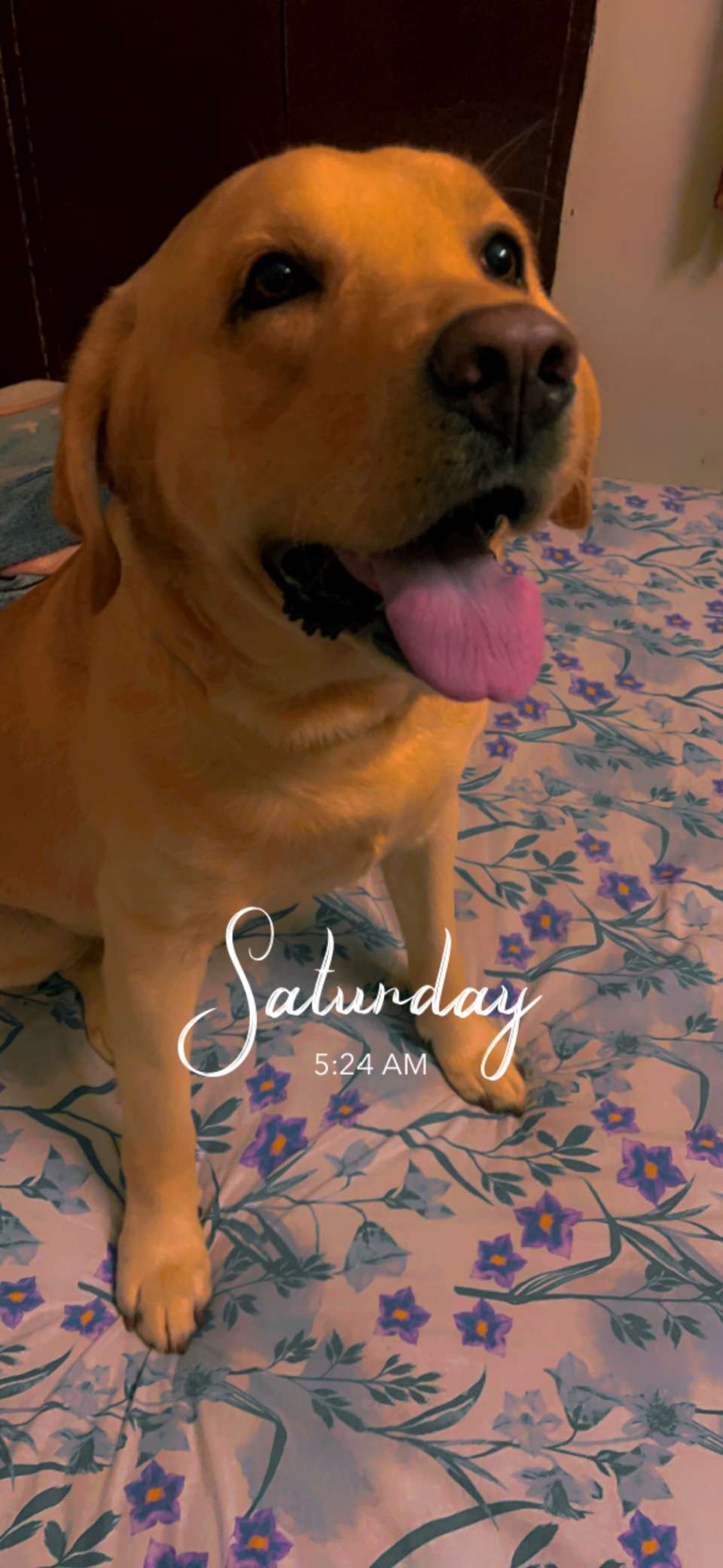 Labrador Retriever Dogs For Mating In Patna