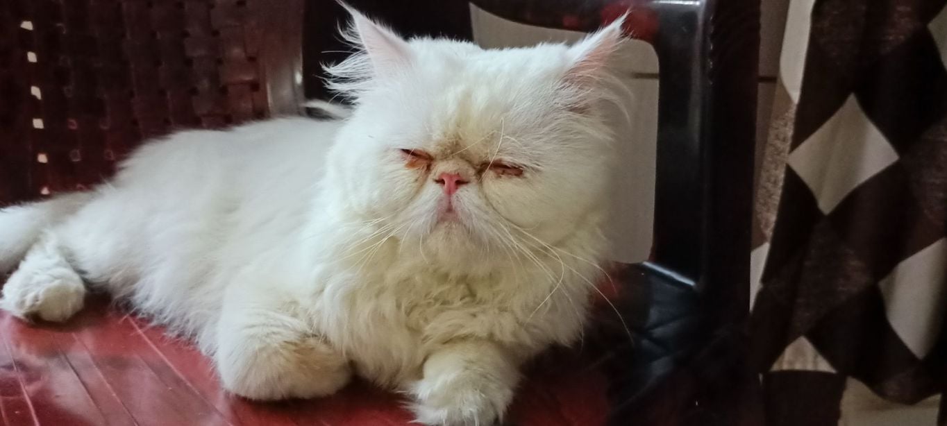Persian Dogs For Mating In Hyderabad