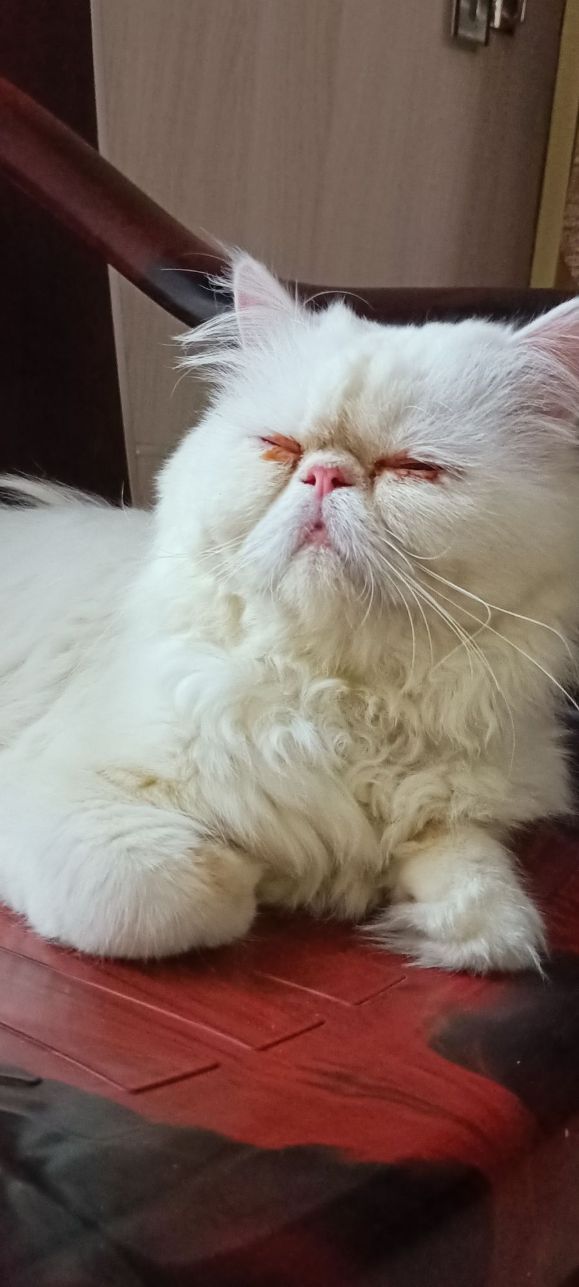 Persian Dogs For Mating In Hyderabad