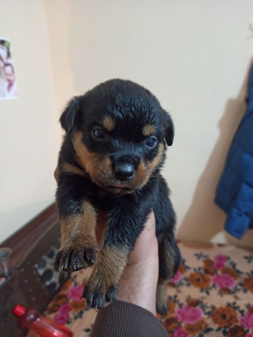 Rottweiler For Sale In Jammu