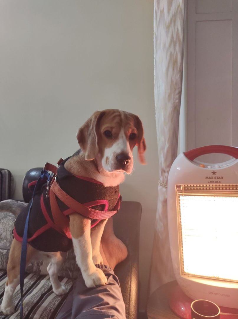 Beagle Dogs For Mating In Kochi
