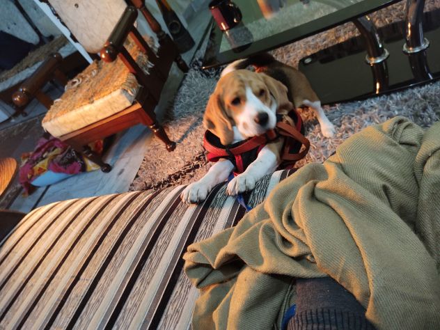 Beagle Dogs For Mating In Kochi