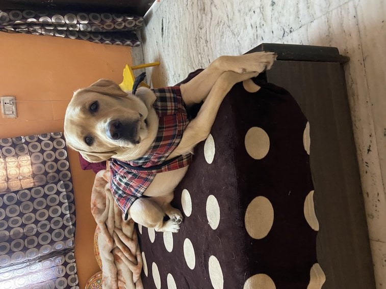 Labrador Retriever Dogs For Mating In Delhi