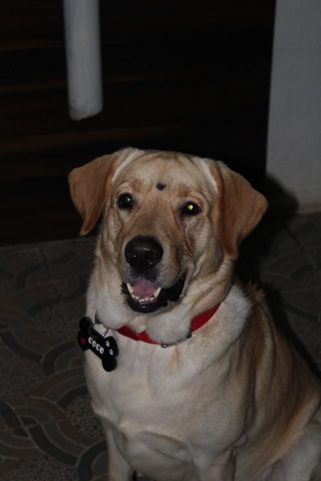 Labrador Retriever Dogs For Mating In Patna