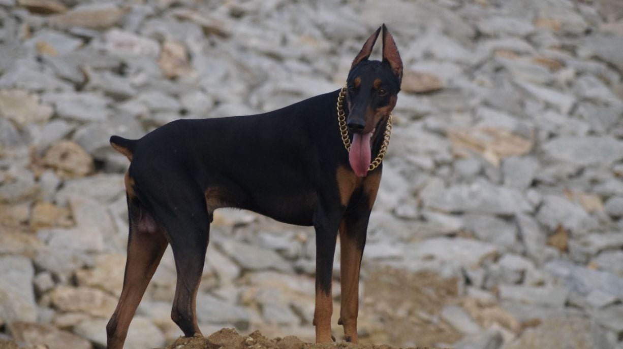 American Doberman Dogs For Mating In Tiruchirappalli