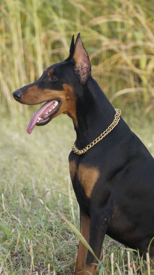 American Doberman Dogs For Mating In Tiruchirappalli
