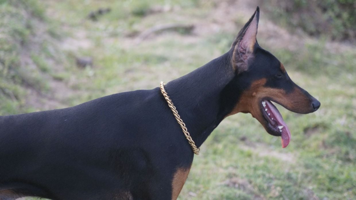 American Doberman Dogs For Mating In Tiruchirappalli