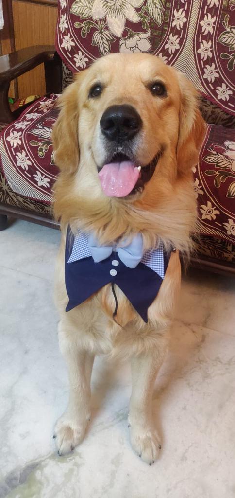 Golden Retriever Dogs For Mating In Kozhikode