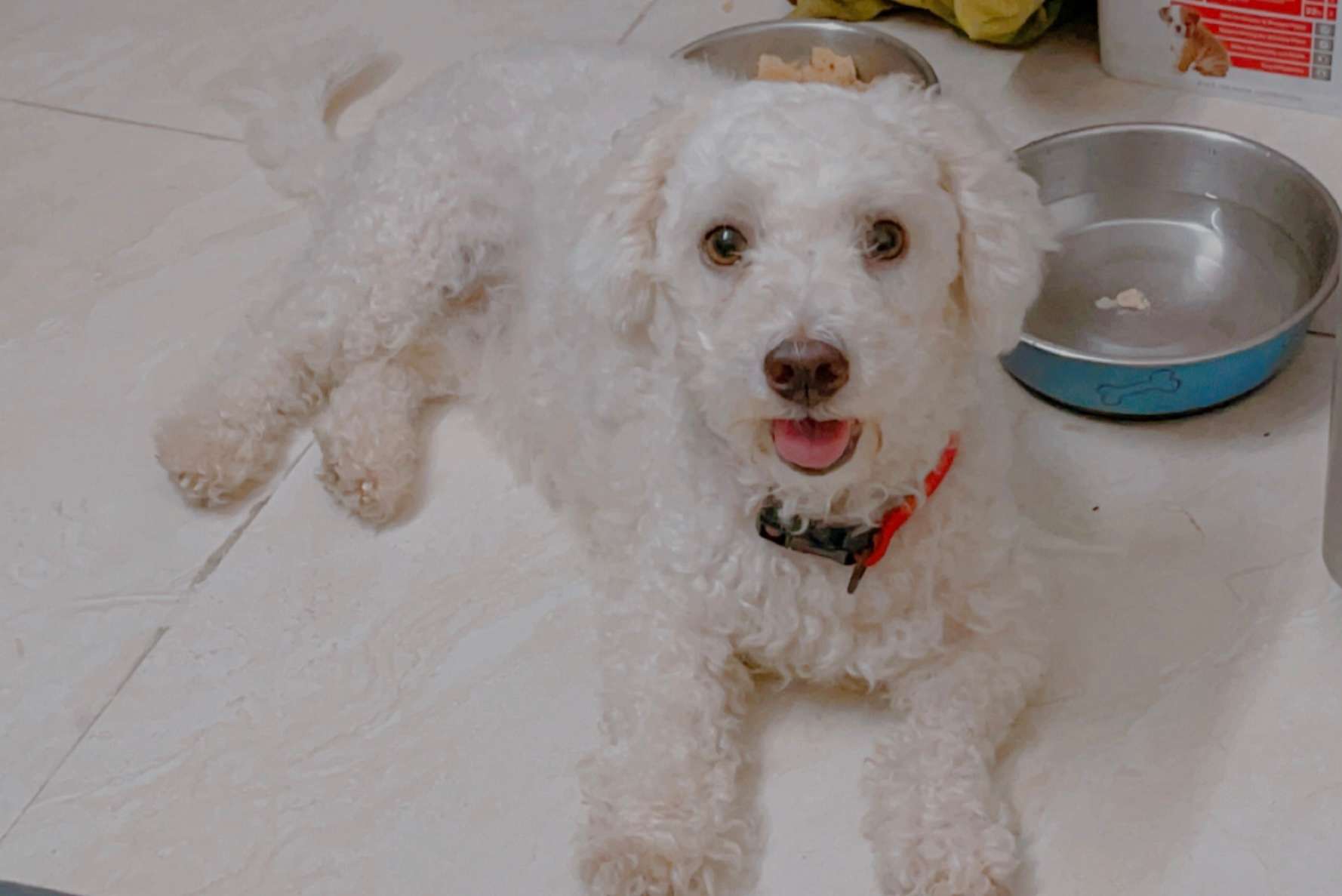 Maltipoo Dogs For Mating In Delhi