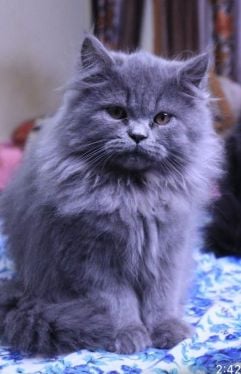 Persian Dogs For Mating In Dehradun