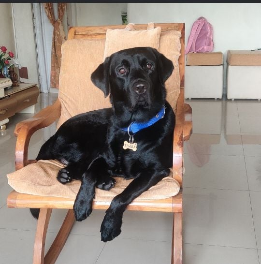 Labrador Retriever Dogs For Mating In Kannur
