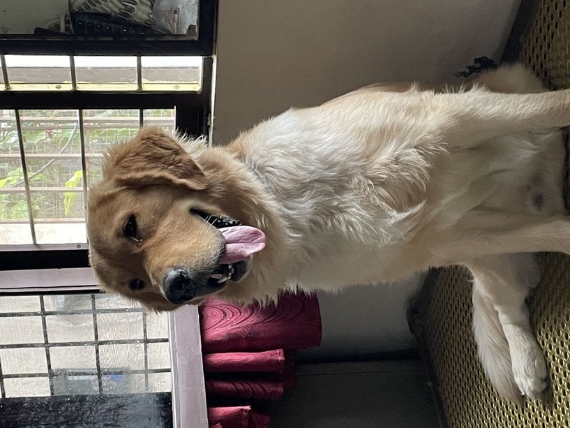 Golden Retriever Dogs For Mating In Munger
