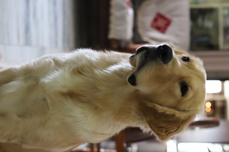 Golden Retriever Dogs For Mating In Munger