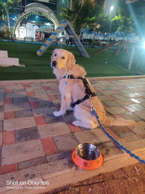 Golden Retriever Dogs For Mating In Munger