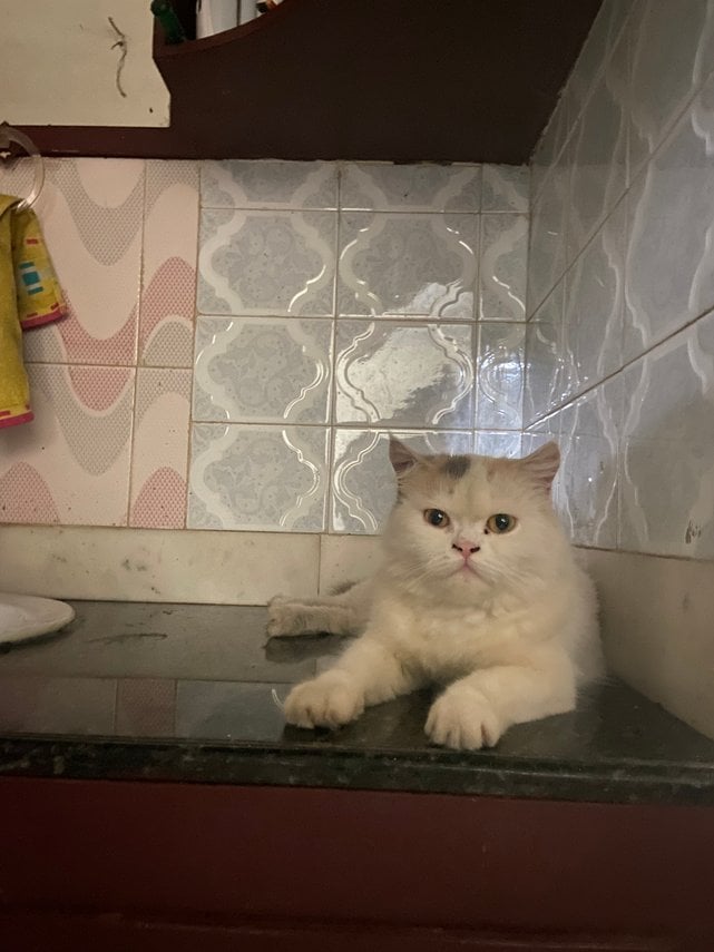 Persian For Adoption In Ernakulam