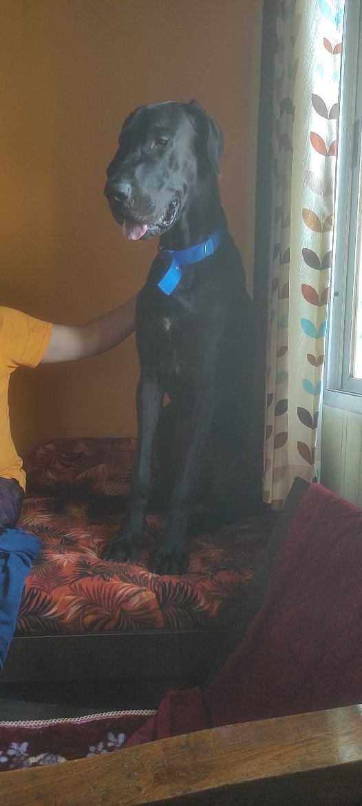 Great Dane Dogs For Mating In Raipur