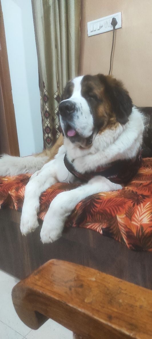 Saint Bernard Dogs For Mating In Raipur