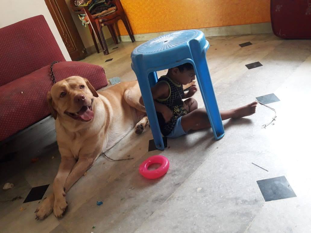 Labrador Retriever Dogs For Mating In Jaipur