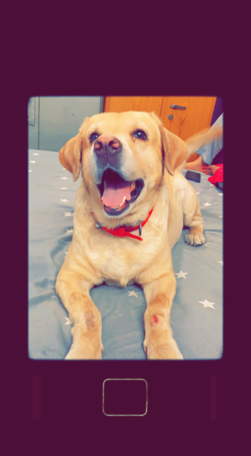 Labrador Retriever Dogs For Mating In Bhubaneswar