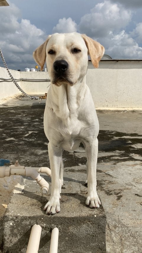 Labrador Retriever Dogs For Mating In Bangalore