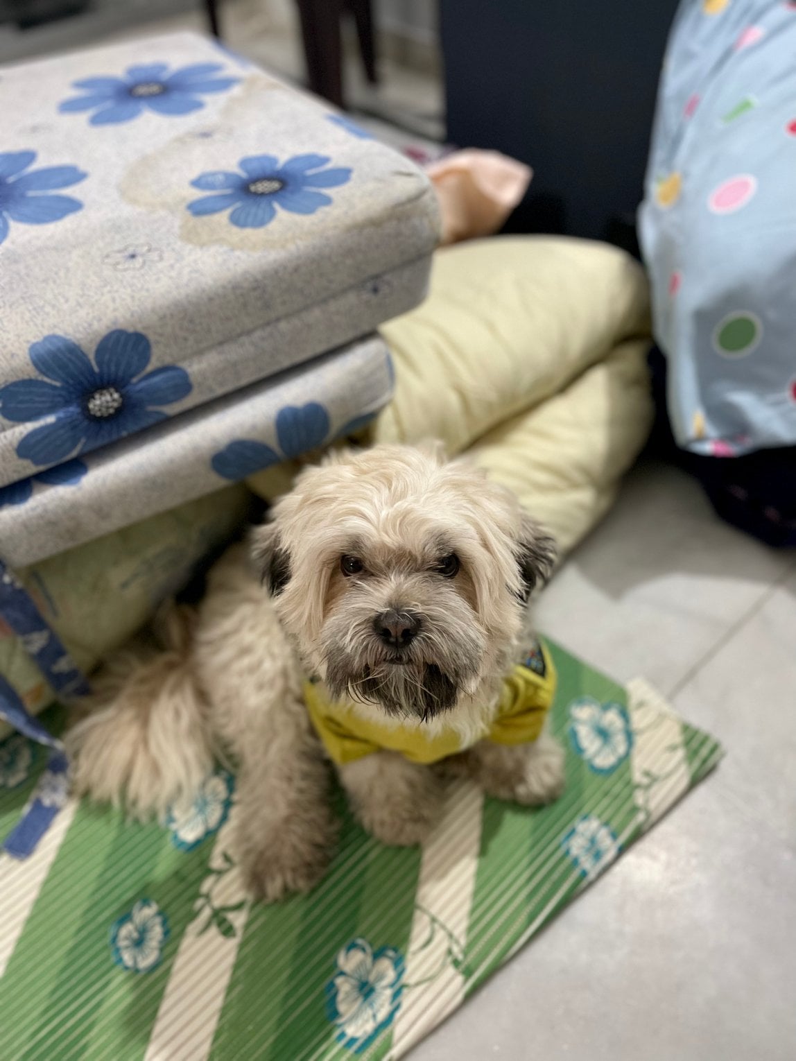Lhasa Apso Dogs For Mating In Angul