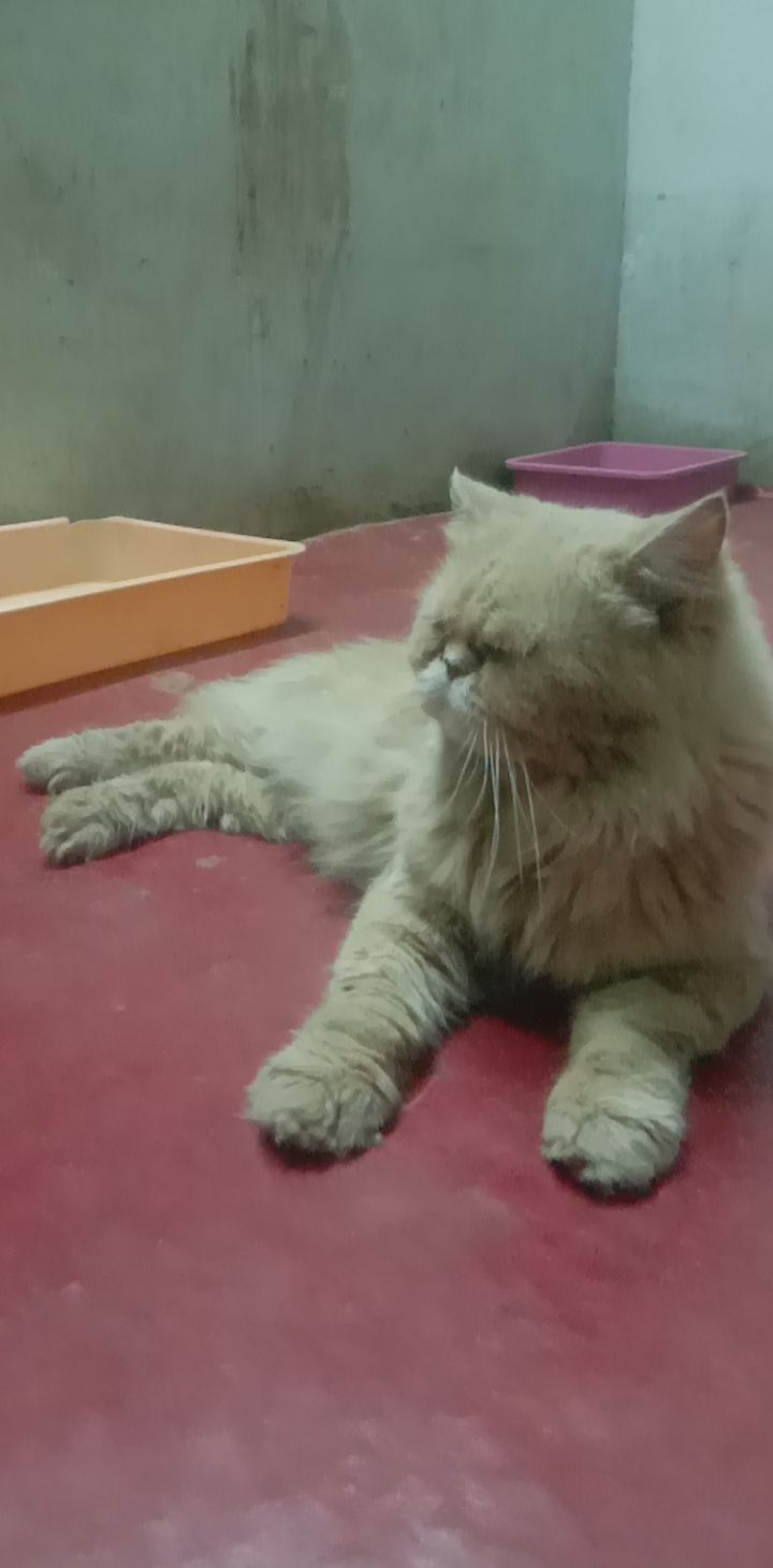 Persian Dogs For Mating In Hyderabad