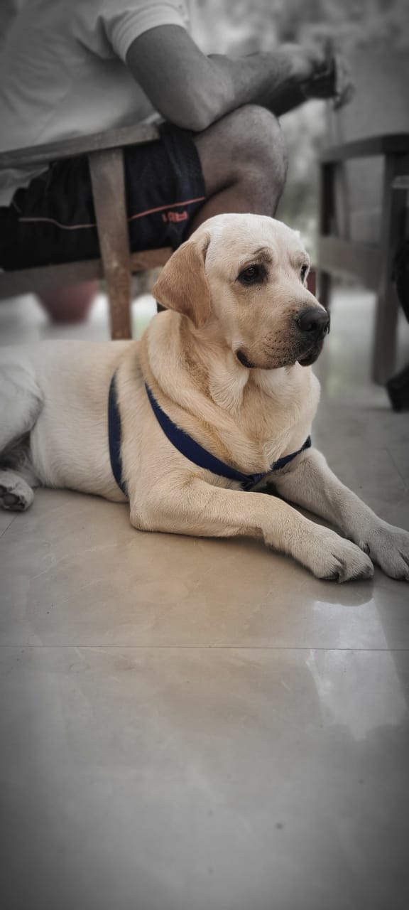 Labrador Retriever Dogs For Mating In Gangtok