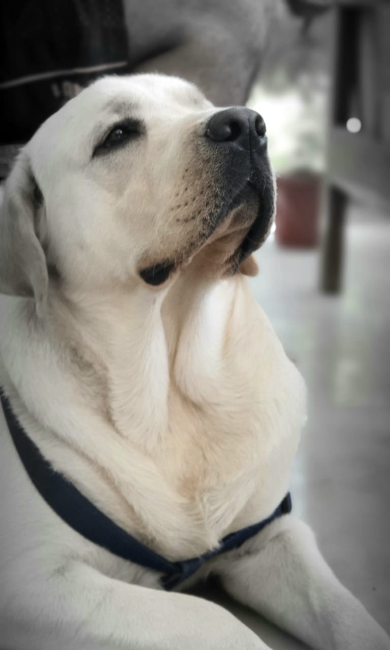 Labrador Retriever Dogs For Mating In Gangtok
