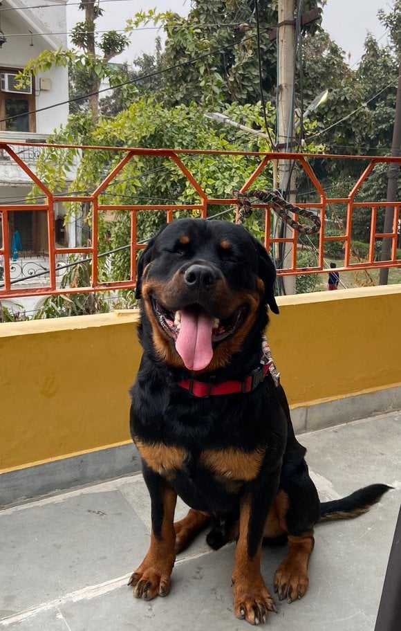 Rottweiler Dogs For Mating In Mandi HP